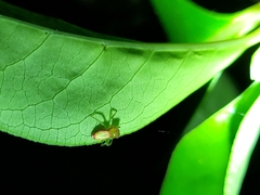 Diaea ambara