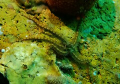 Macrophiothrix