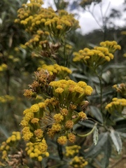 Senecio hypoleucus