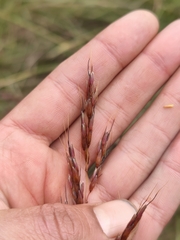 Sorghum leiocladum