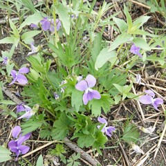 Viola subsinuata