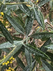 Senecio hypoleucus