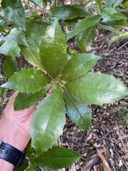 Polyosma cunninghamii