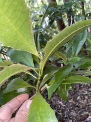 Polyosma cunninghamii