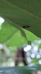 Eschatotypa derogatella