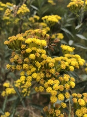 Senecio hypoleucus