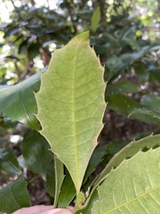 Polyosma cunninghamii