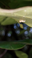 Eschatotypa derogatella