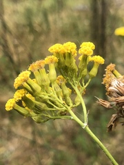Senecio hypoleucus