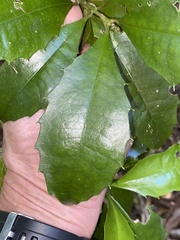 Polyosma cunninghamii