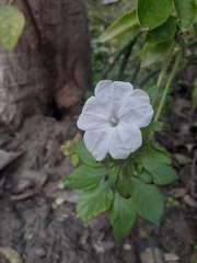 Ipomoea pes-tigridis