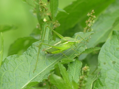 Isophya rectipennis