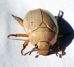 Anoplognathus