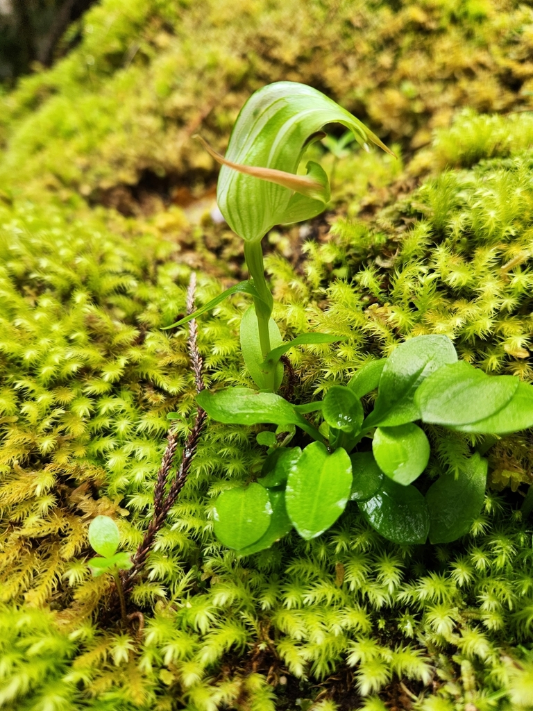 Pterostylis australis
