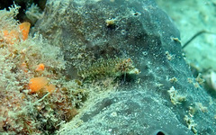 Enneapterygius atrogulare