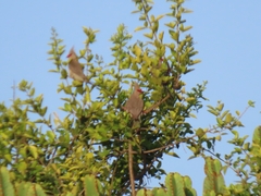Urocolius macrourus
