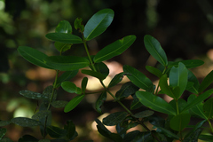 Calophyllum inophyllum