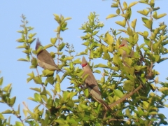 Urocolius macrourus