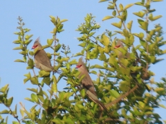 Urocolius macrourus