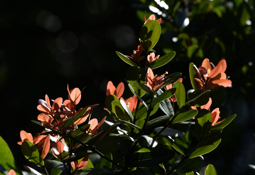Calophyllum apetalum (Calophyllum apetalum)