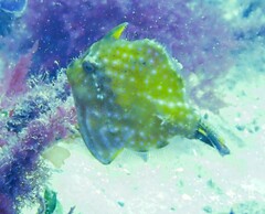 Brachaluteres jacksonianus