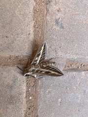 Hyles livornica