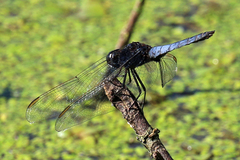 Crocothemis nigrifrons