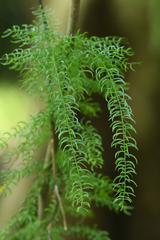 Asparagus racemosus