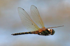 Hydrobasileus brevistylus