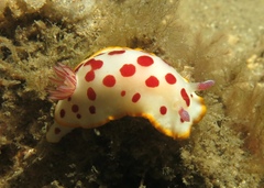 Goniobranchus splendidus