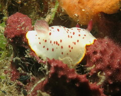 Goniobranchus daphne