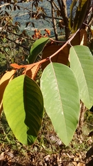 Vismia baccifera