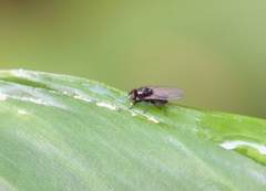 Milichiidae