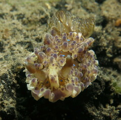 Dendrodoris krusensternii