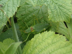 Isophya pyrenaea