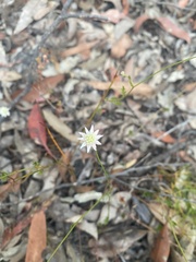 Actinotus minor