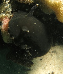 Dendrodoris nigra