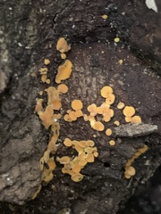 Dicephalospora rufocornea