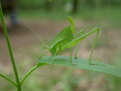 Isophya pyrenaea