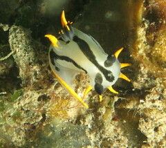 Polycera capensis