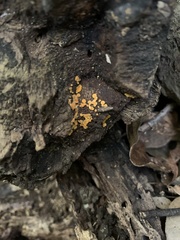 Dicephalospora rufocornea