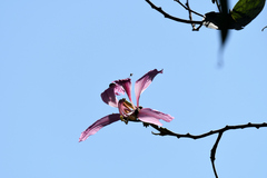Bauhinia purpurea