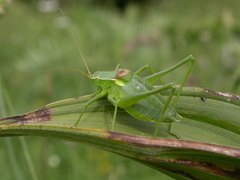 Isophya pyrenaea