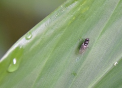 Milichiidae