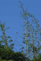 Bambusa vulgaris