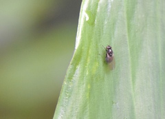 Milichiidae