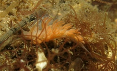 Aeolidioidea