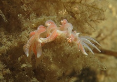 Phyllodesmium poindimiei