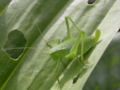 Isophya pyrenaea