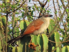 Centropus superciliosus